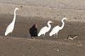 Great Egret, Turkey Vulture, White Ibis 092008 221